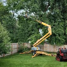 Best Tree Maintenance Programs  in Dumbarton, VA