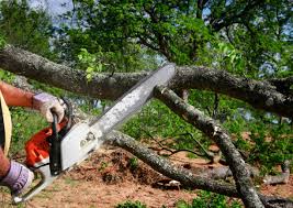 Best Stump Grinding and Removal  in Dumbarton, VA