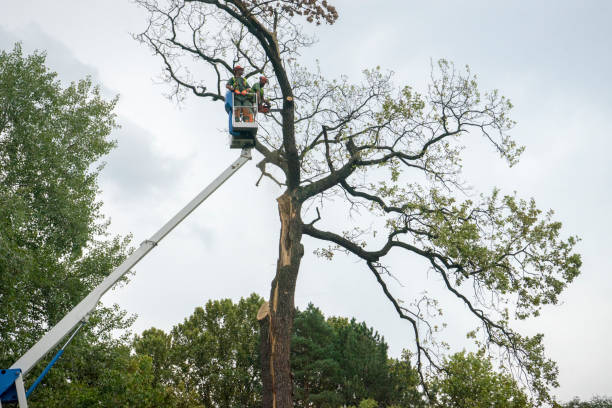 Best Tree Removal  in Dumbarton, VA