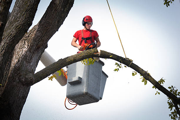 Reliable Dumbarton, VA Tree Services Solutions