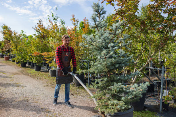 How Our Tree Care Process Works  in Dumbarton, VA