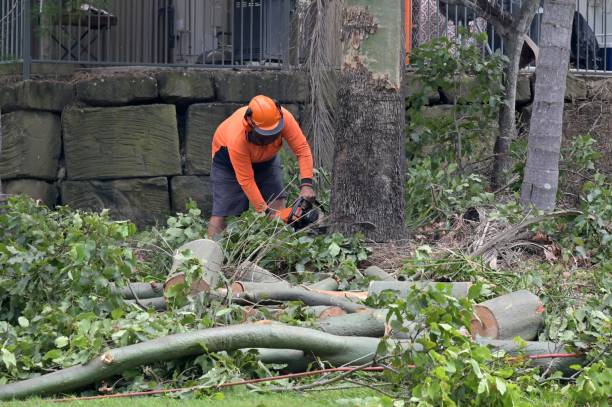  Dumbarton, VA Tree Services Pros