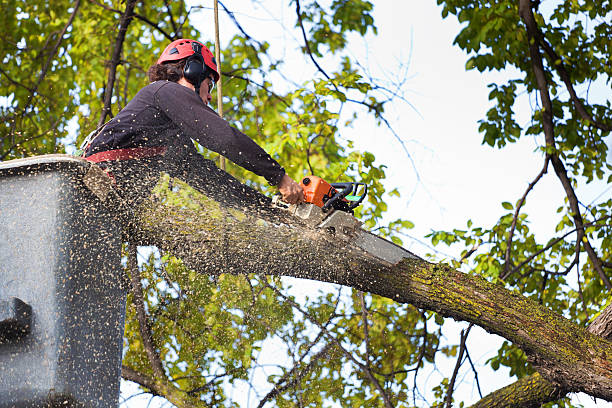 Best Commercial Tree Services  in Dumbarton, VA